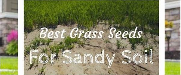 Best grass seed options for sandy soil