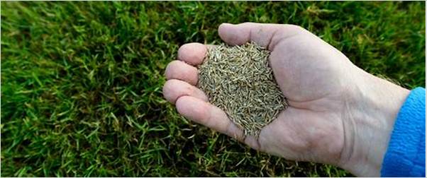 Choosing grass seed for sandy soil