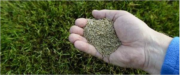 Grass seed for sandy soil