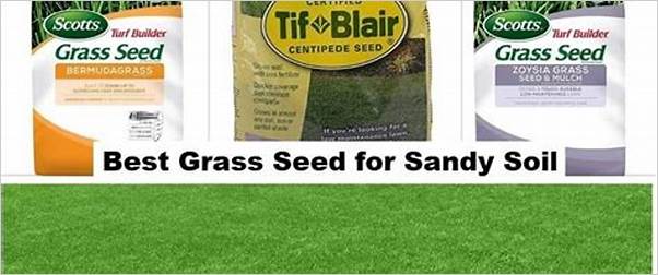 Sandy soil grass seed reviews
