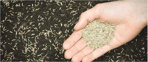 Top sandy soil grass seed