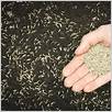 Grass seed for sandy soil
